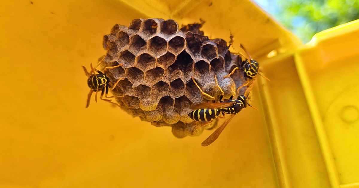 Wasp Nest