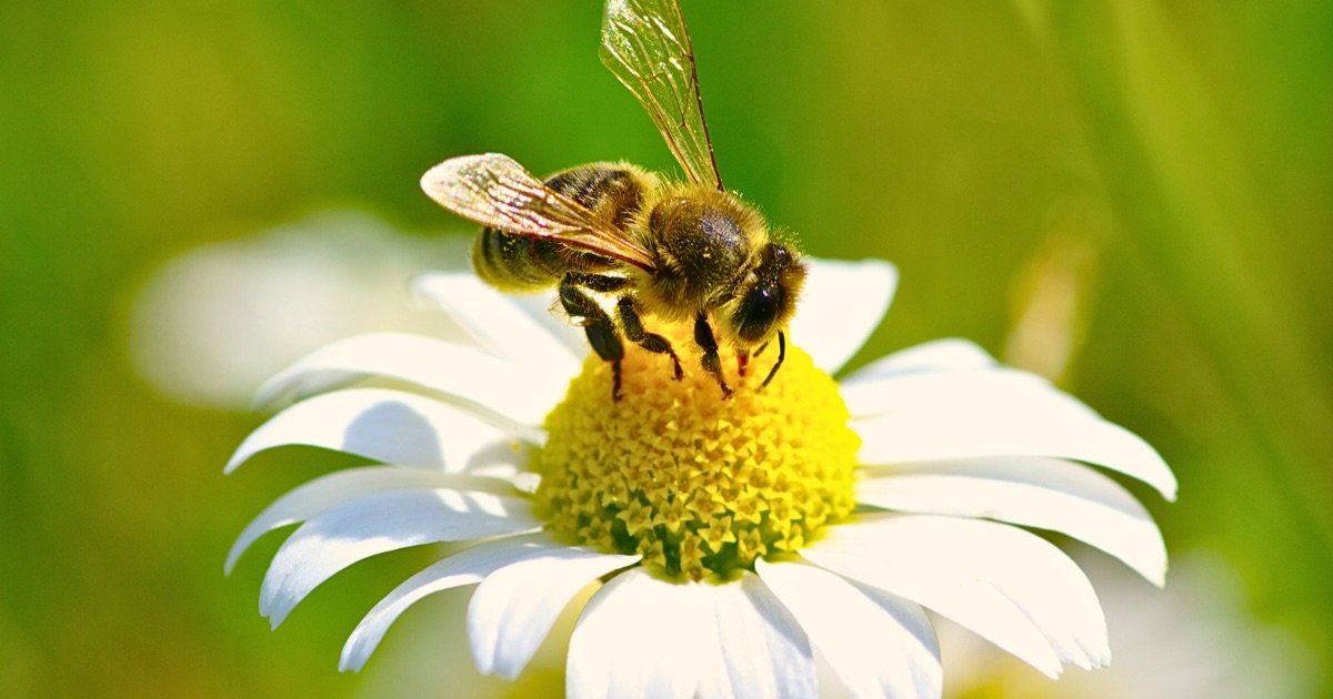 Bees Pollinating